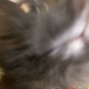 Meet your Posher, Ann